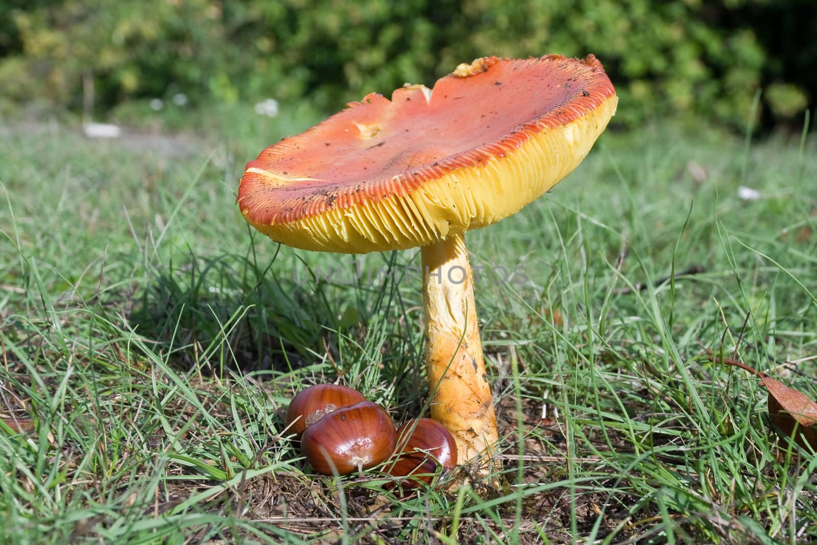 green meadow with an adult Amanita Caesarea mushroom