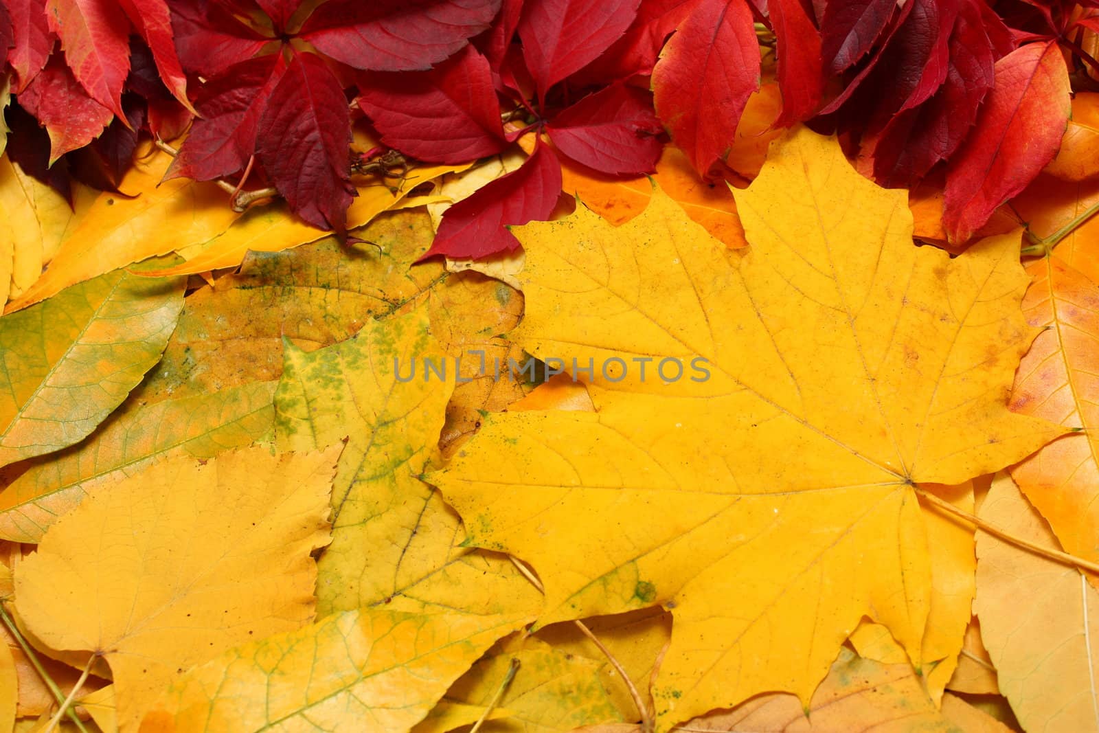 Yellow autumn leaves background