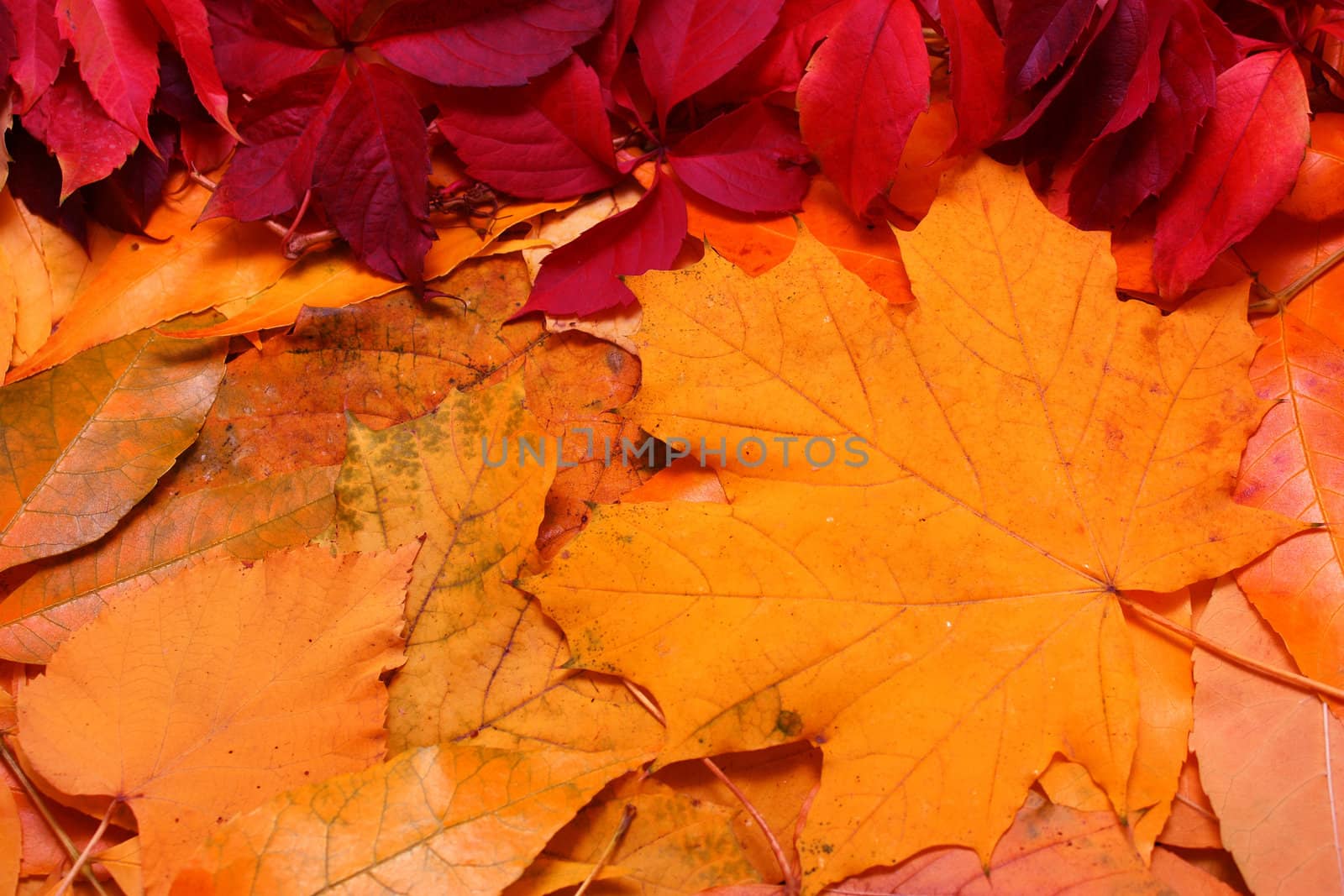 Red autumn leaves background