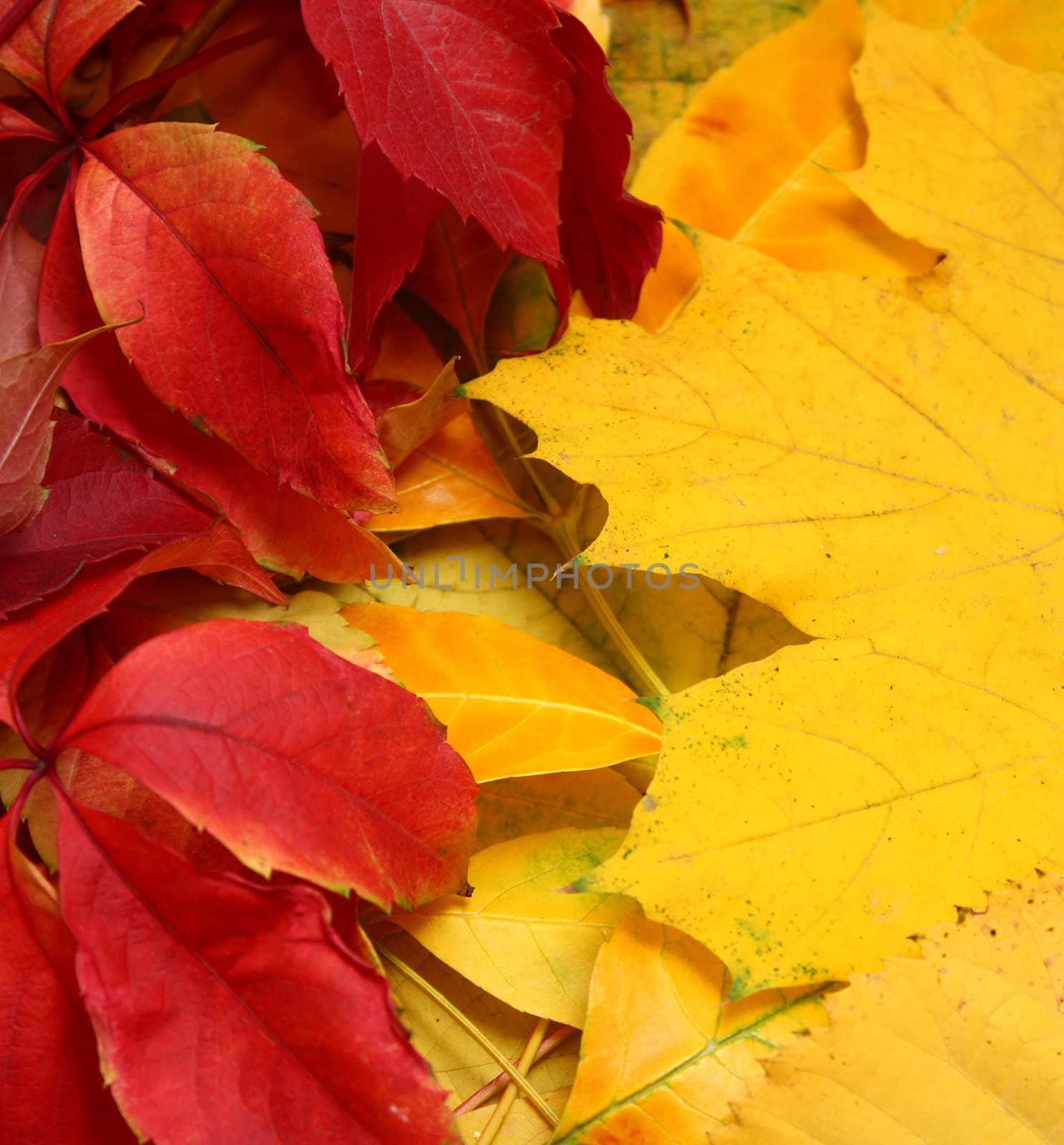 Red and yellow autumn leaves by eshatilo