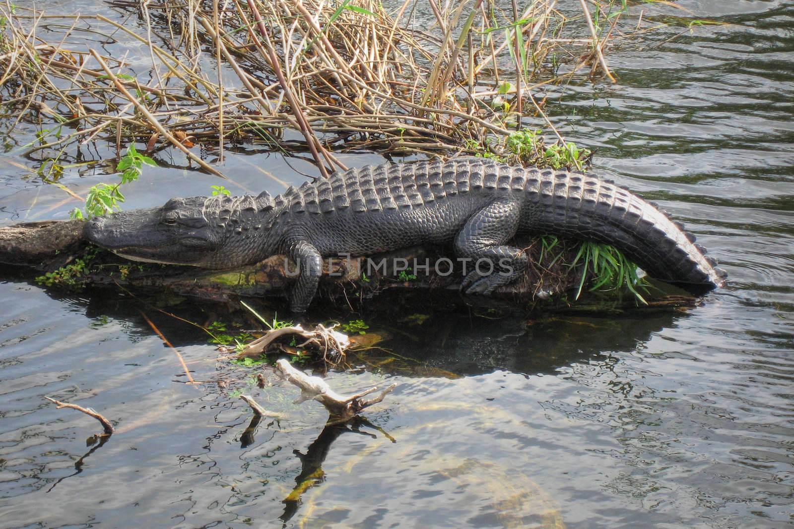 Relaxed Crocodile, Everglades, Florida, January 2007 by jovannig