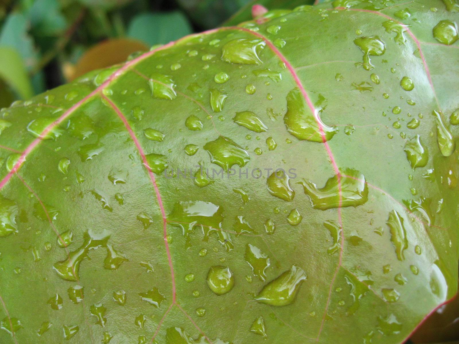 Many drops on a leaf after a thunderstorm in the Keys