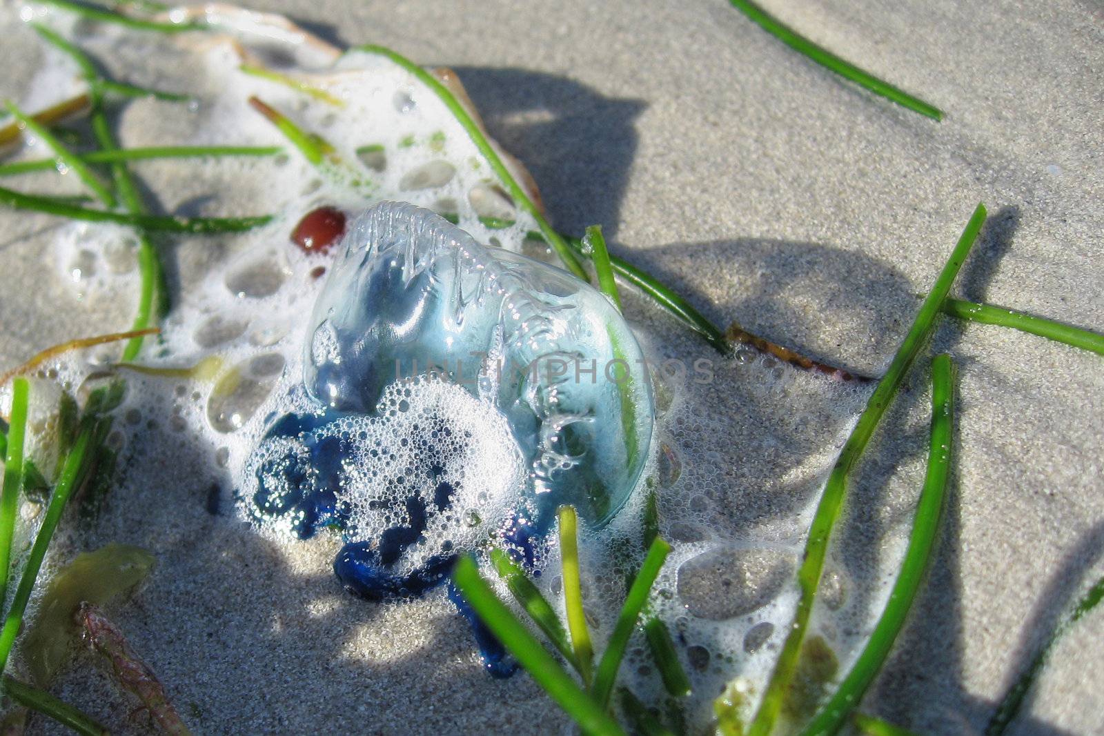 Blue Jellyfish on a Key West Beach in Florida