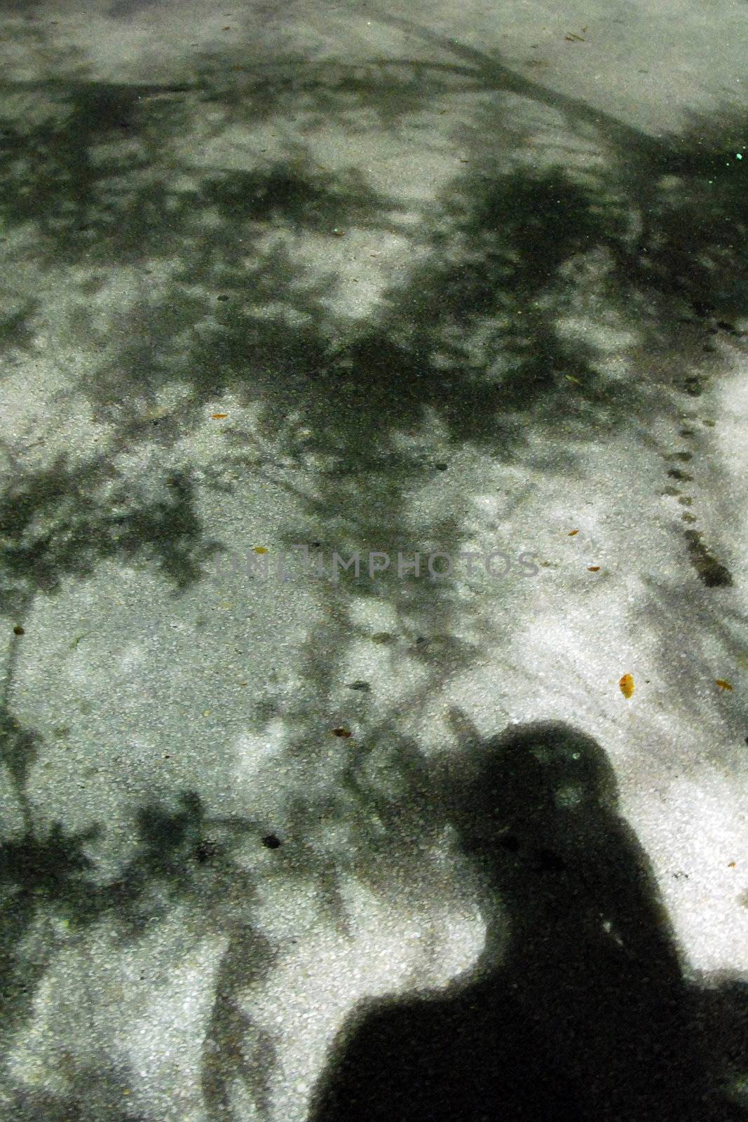 Shadows of people and branches on a moonlit night