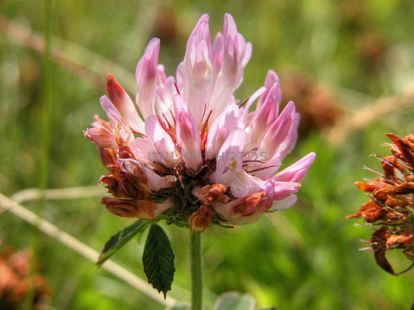 A typical flower of the Dolomites, Italy