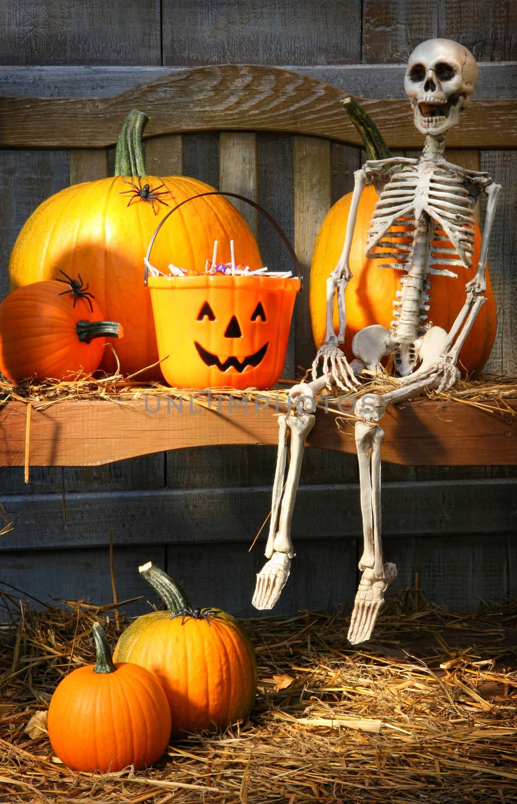 Colorful pumpkins and skeleton on bench by Sandralise