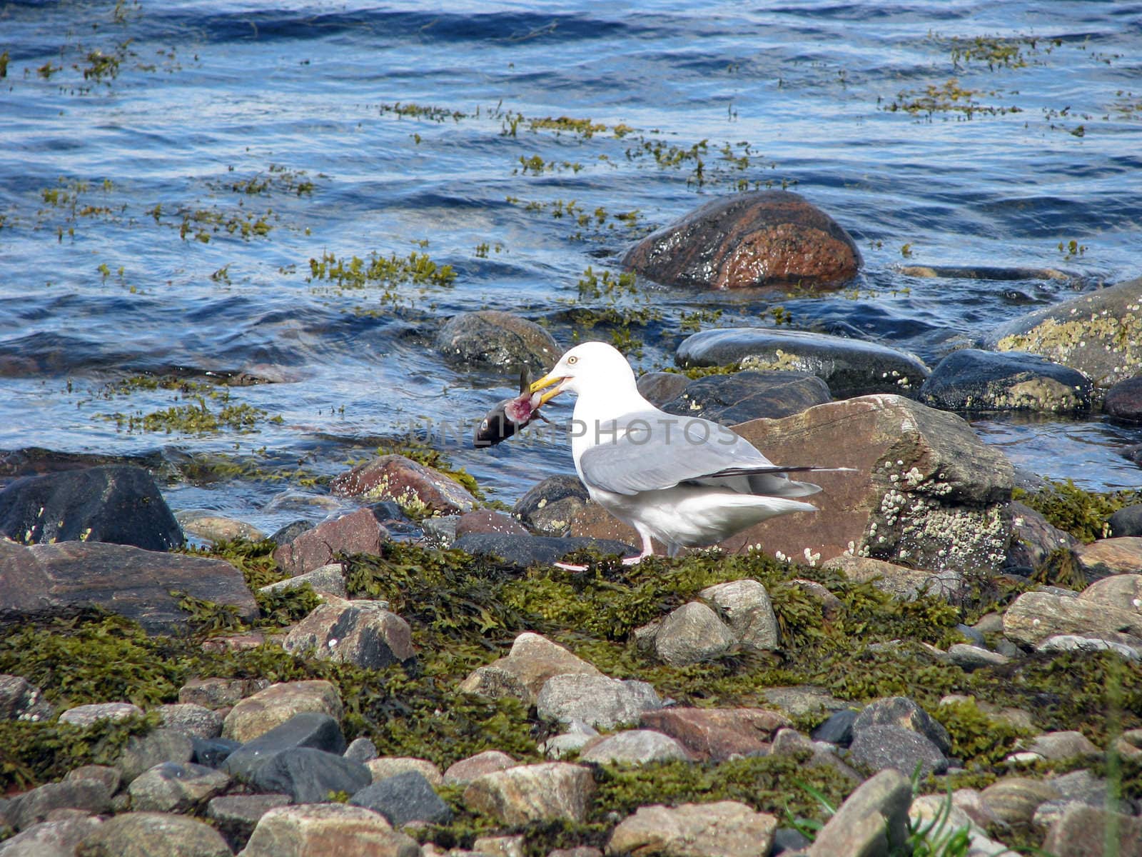 The seagull eats fish