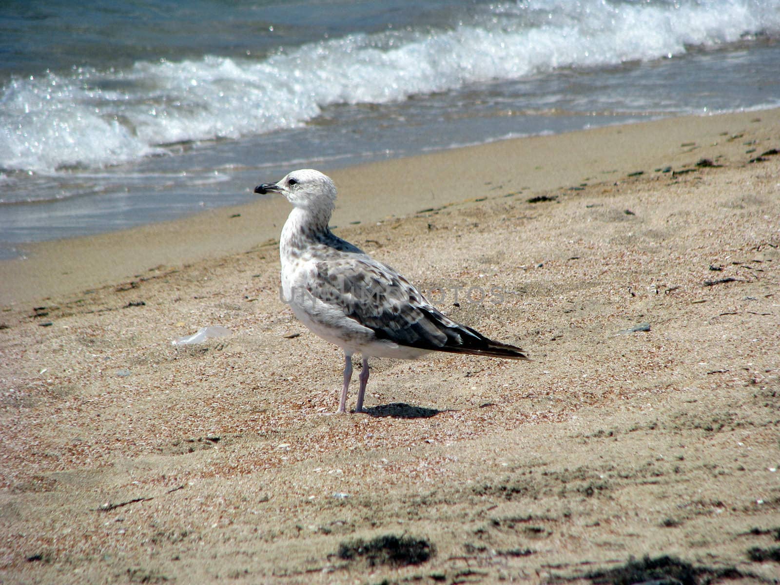 Seagull on sand