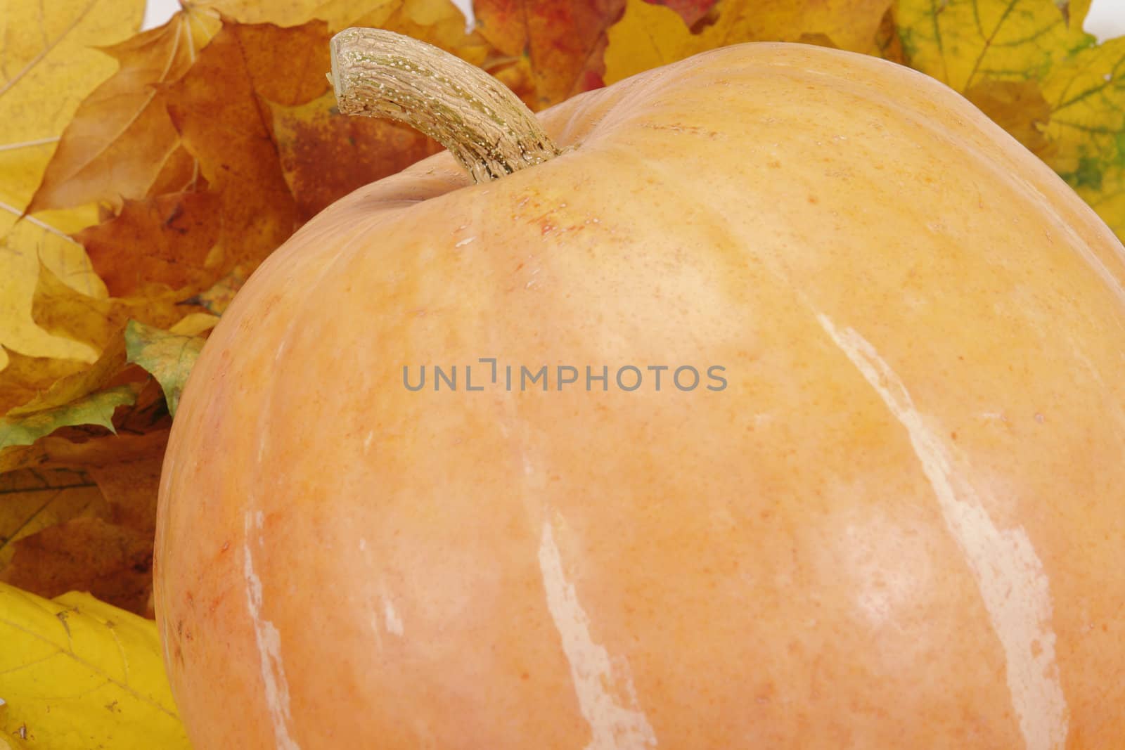 The big pumpkin lays on autumn leaf                               