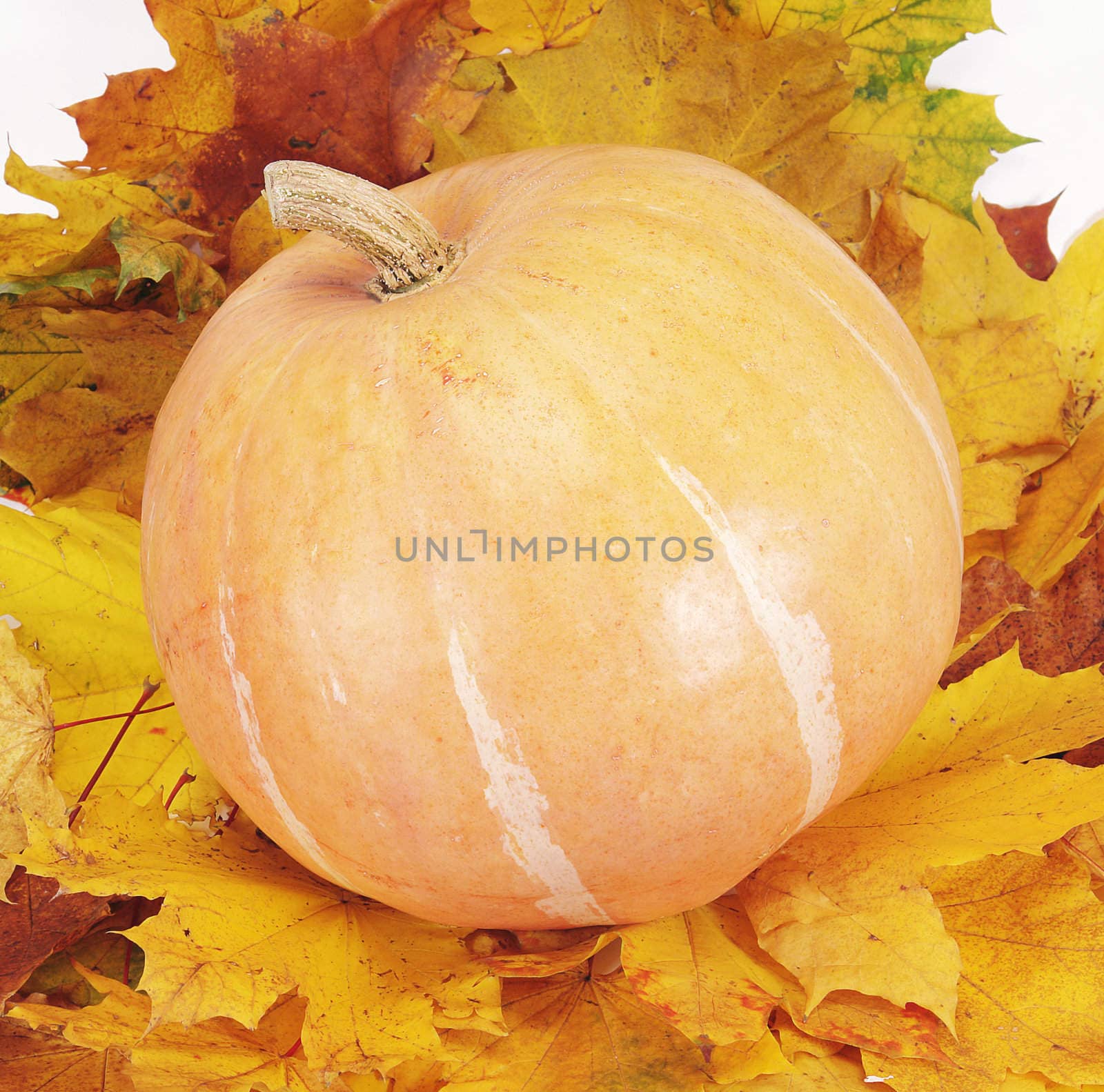 The big pumpkin lays on autumn leaf                                        