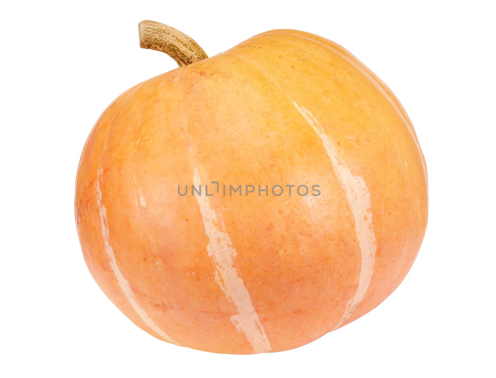 yellow big pumpkin isolated on white background                               