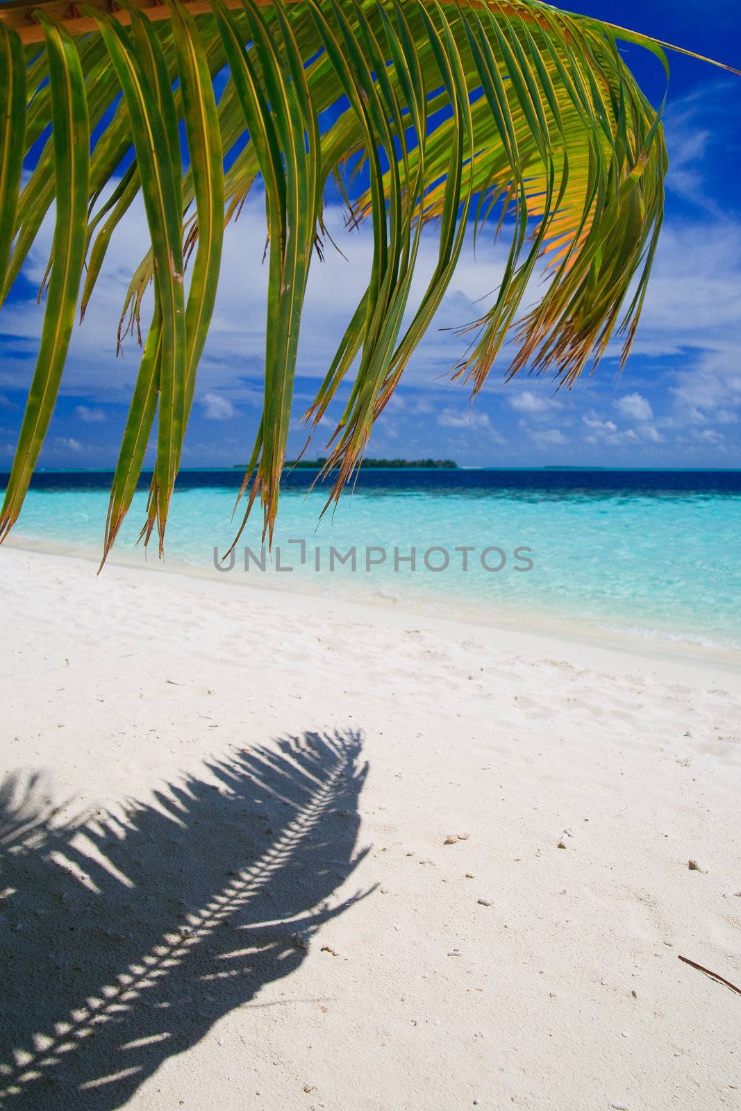 Tropical Paradise at Maldives with palms and blue sky