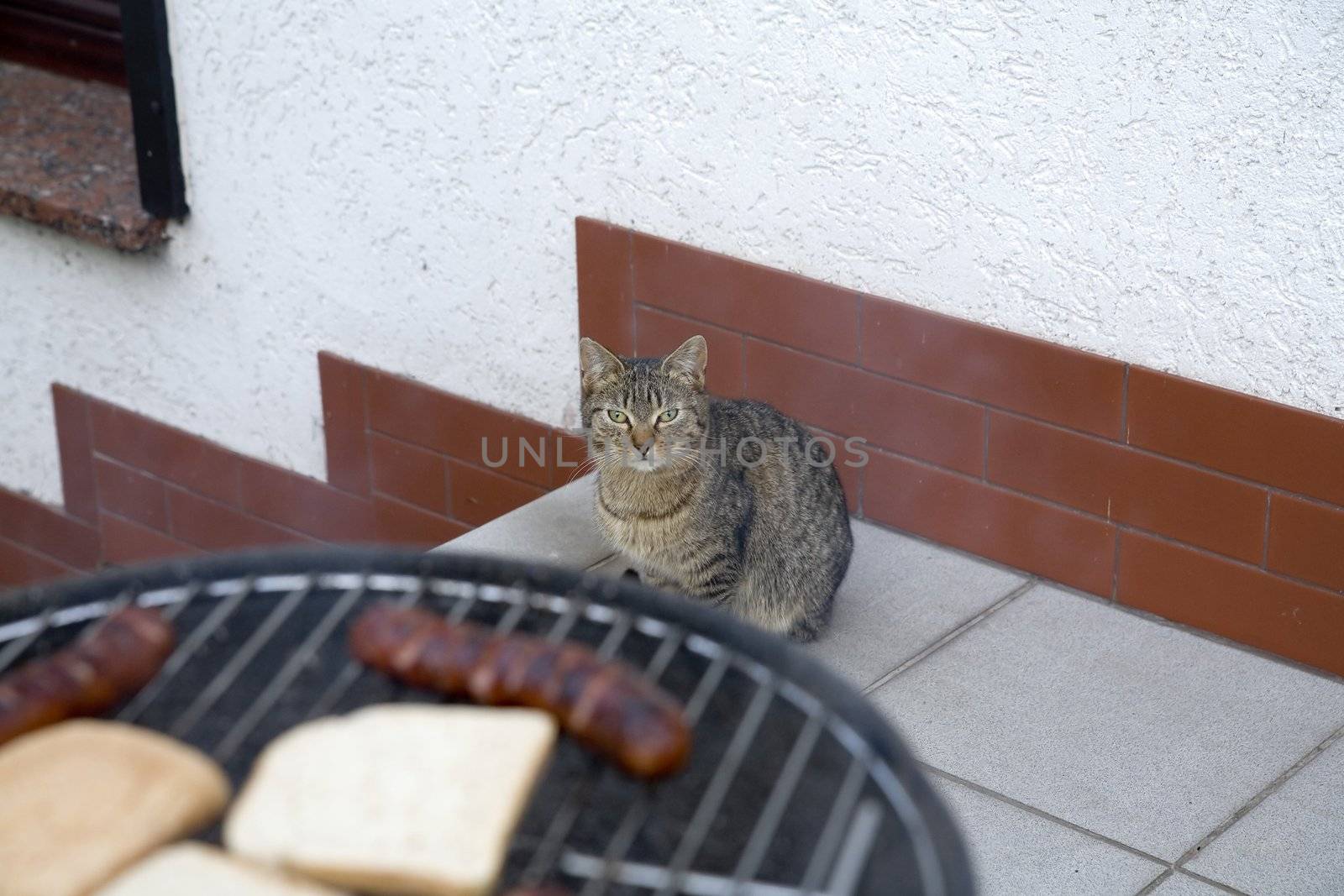 hungry cat looking at tasty sausages on grill