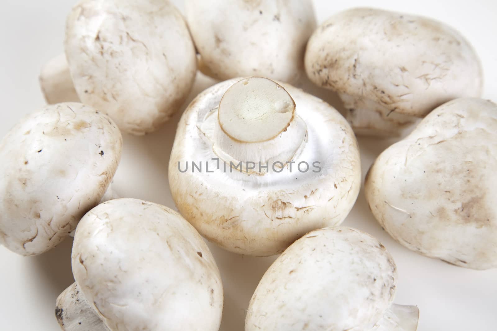 A closeup of few portabello mushrooms isolated on a white background with a natural shadow 