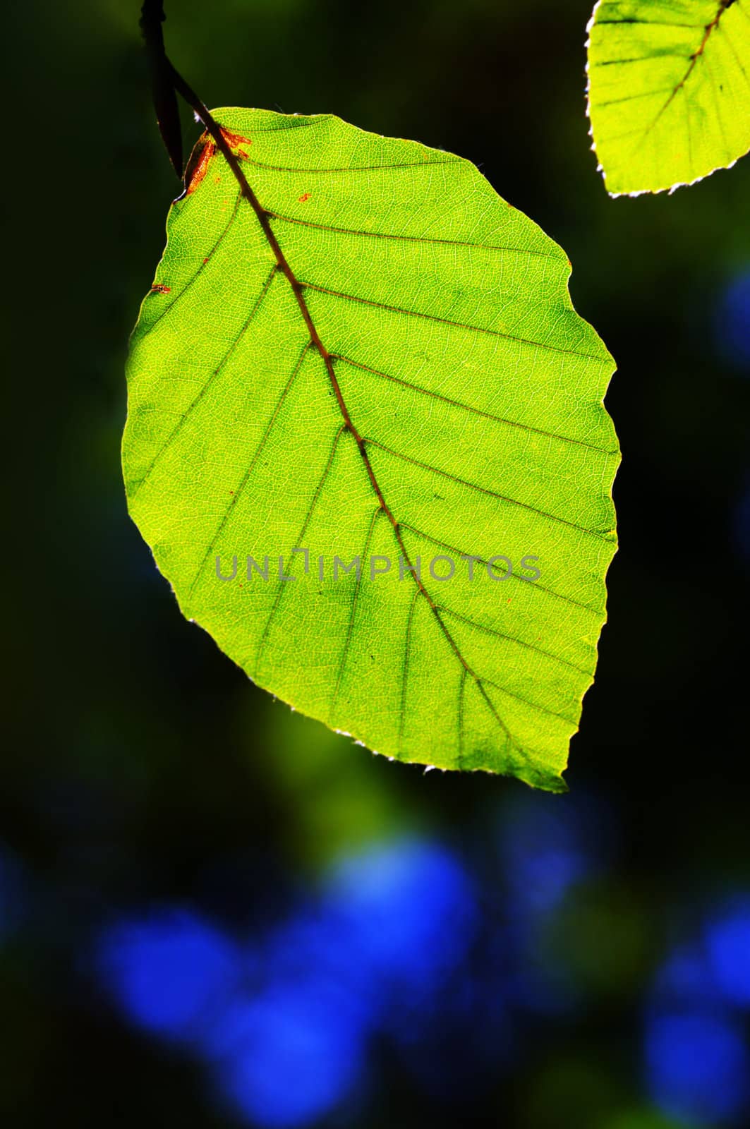 close up of green leaves on the dark background