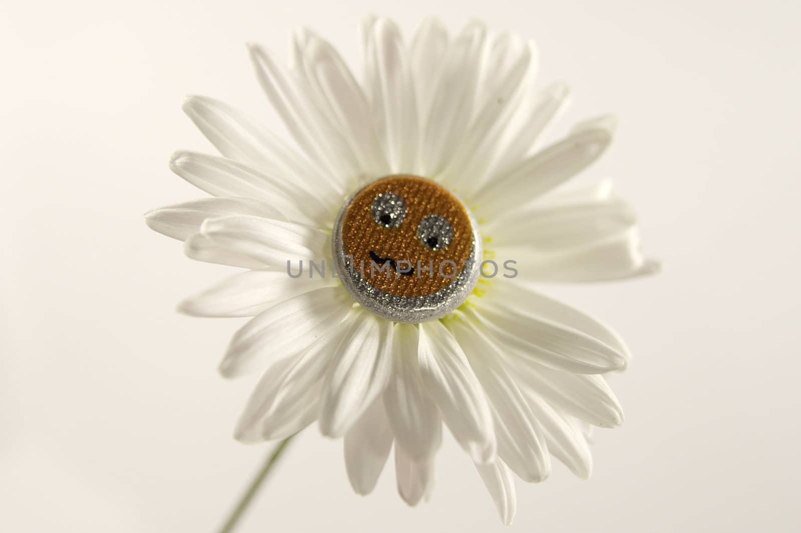 smiling daisy by alkorphoto