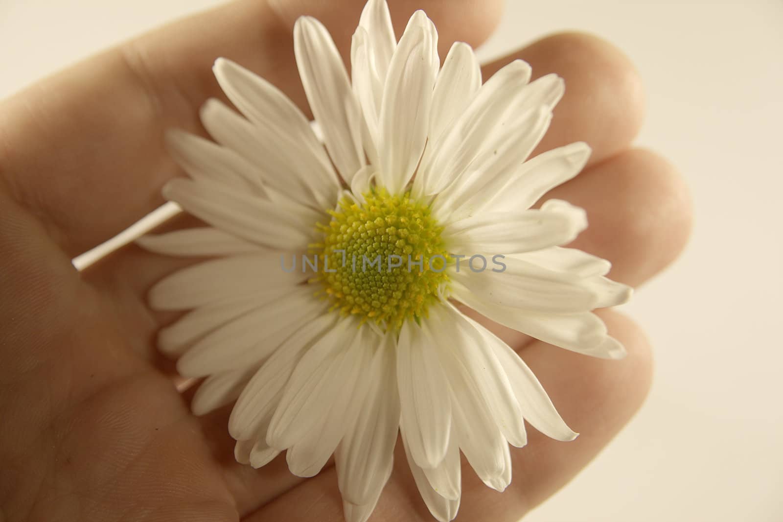 daisy in hand by alkorphoto