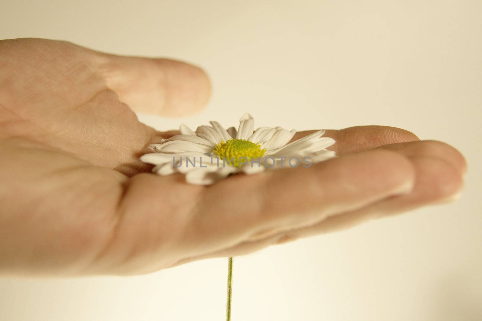 daisy in hand by alkorphoto
