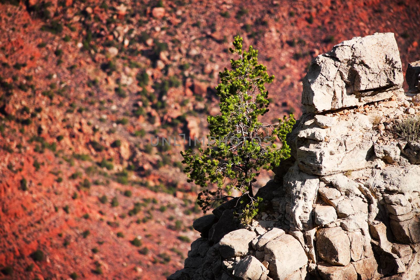 Pine tree on a rocky outcropping in the Grand canyon