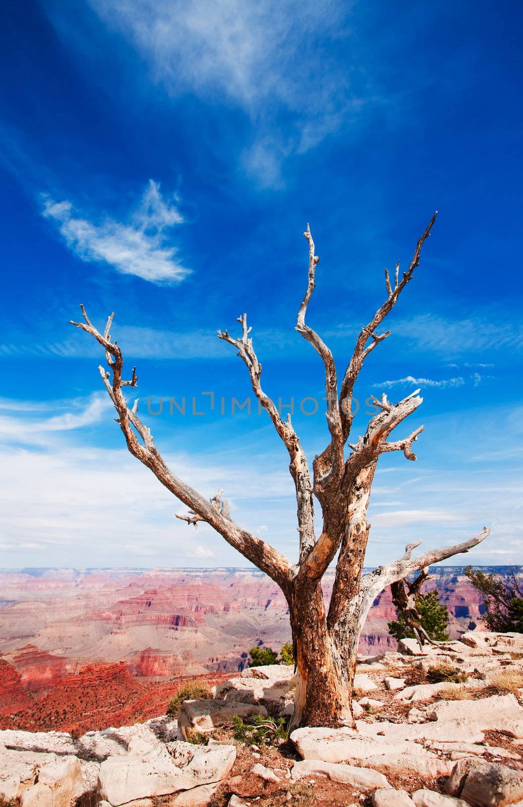 Dead tree at the rim of the Grand Canyon by Creatista