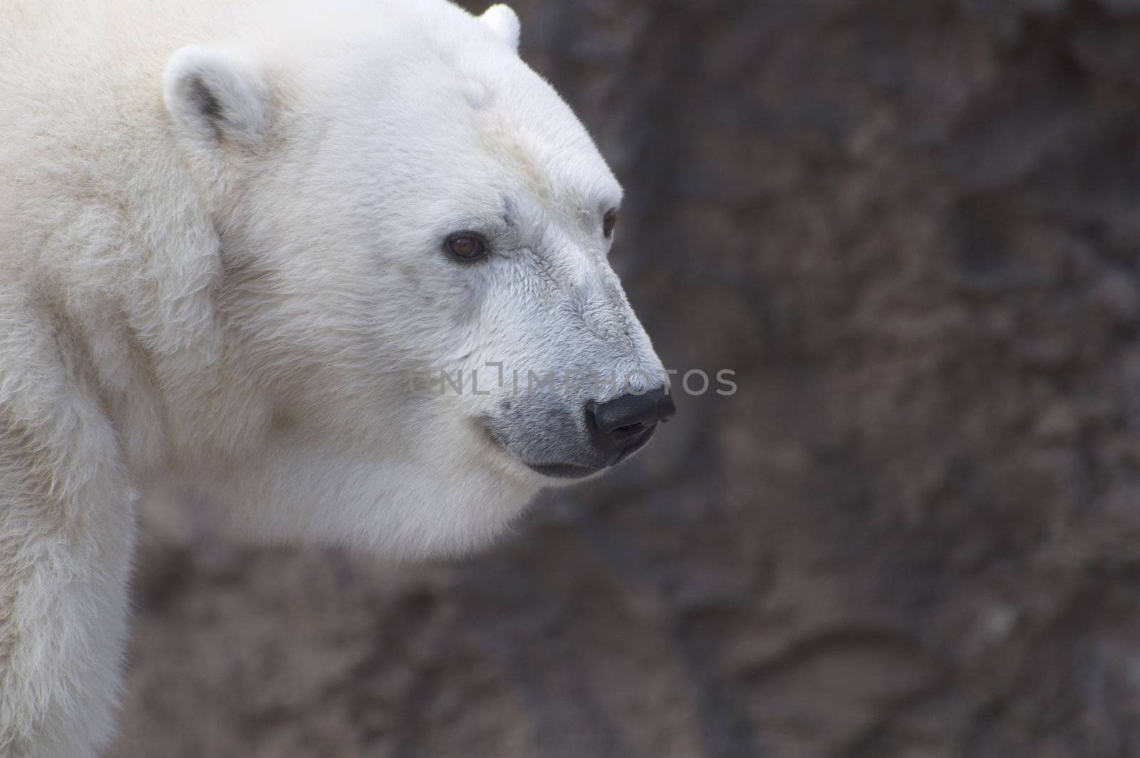 A polar bear struts and looks on at the Denver Zoo.