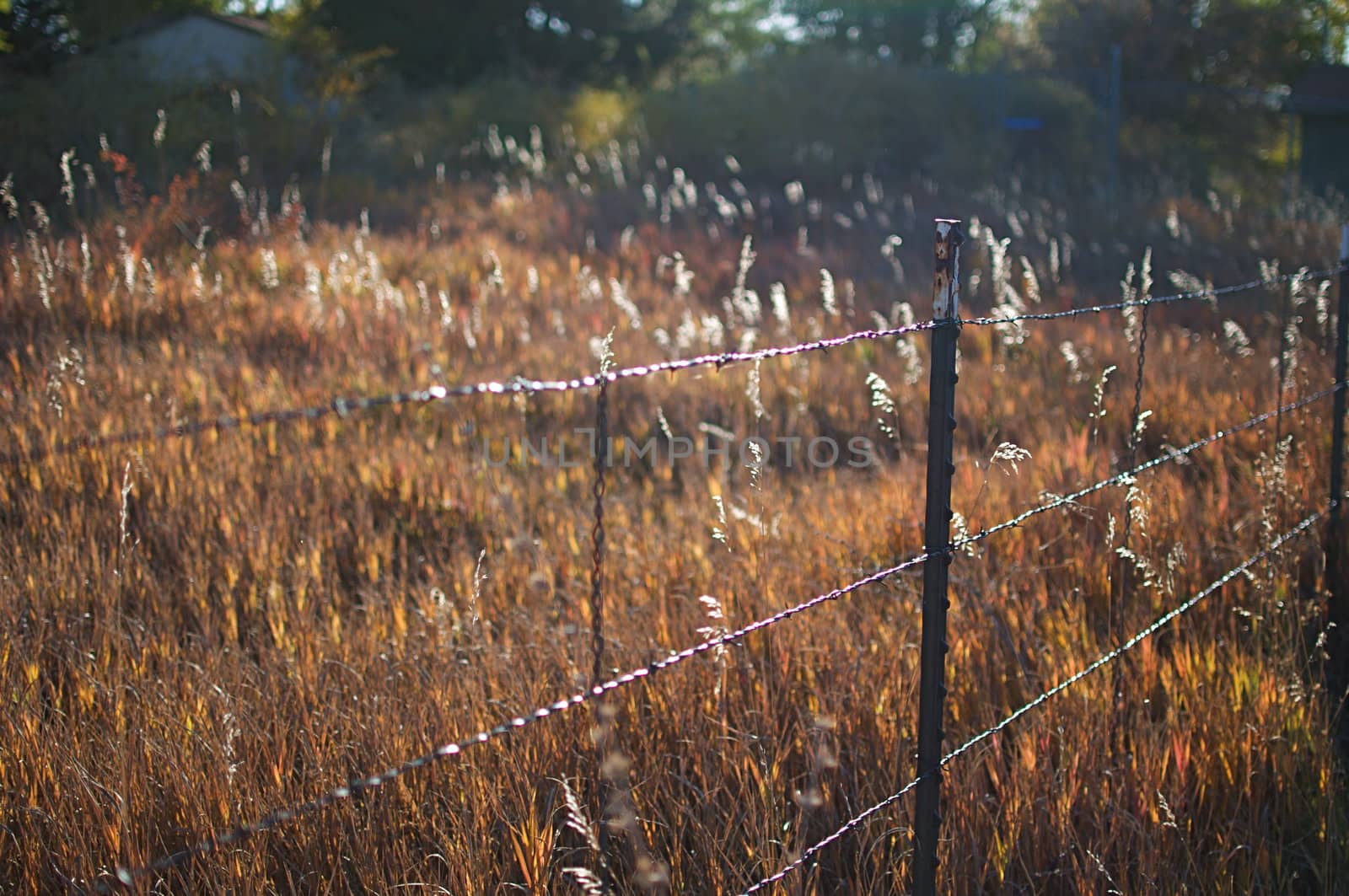 A barbed wire fence shines in the evening sunlight.