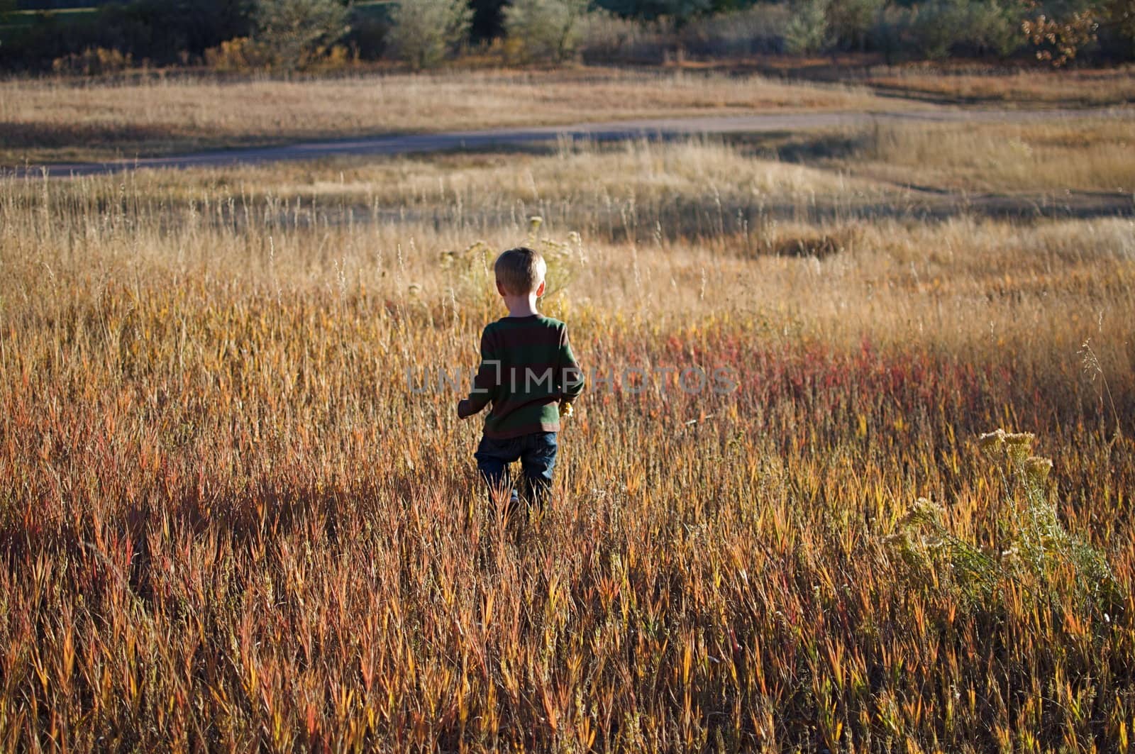 A boy walks through a sundrenched meadow in early Fall.
