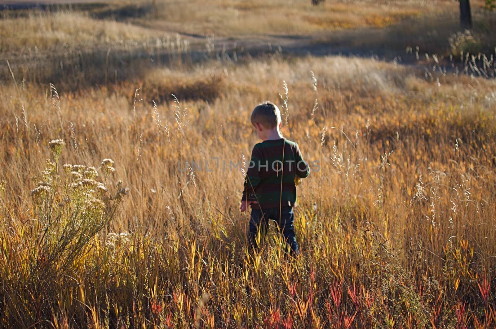 Boy Walking Through Tall Grass by gilmourbto2001