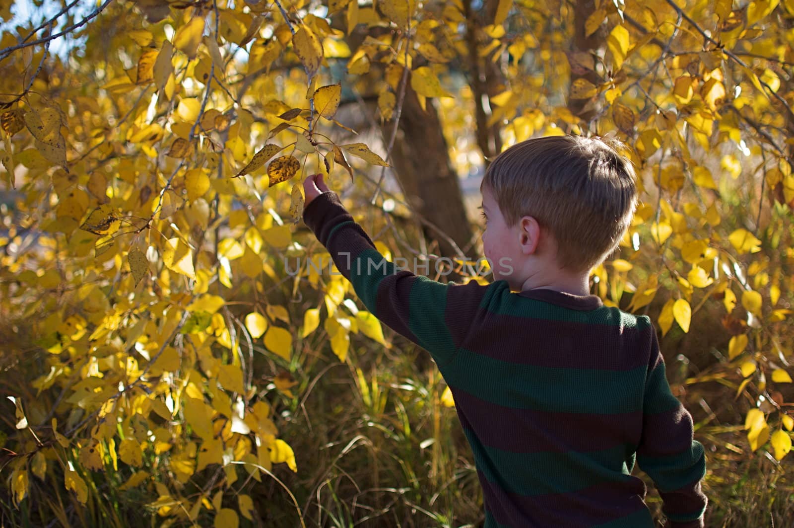 A boy picks leaves in the Fall in Colorado.
