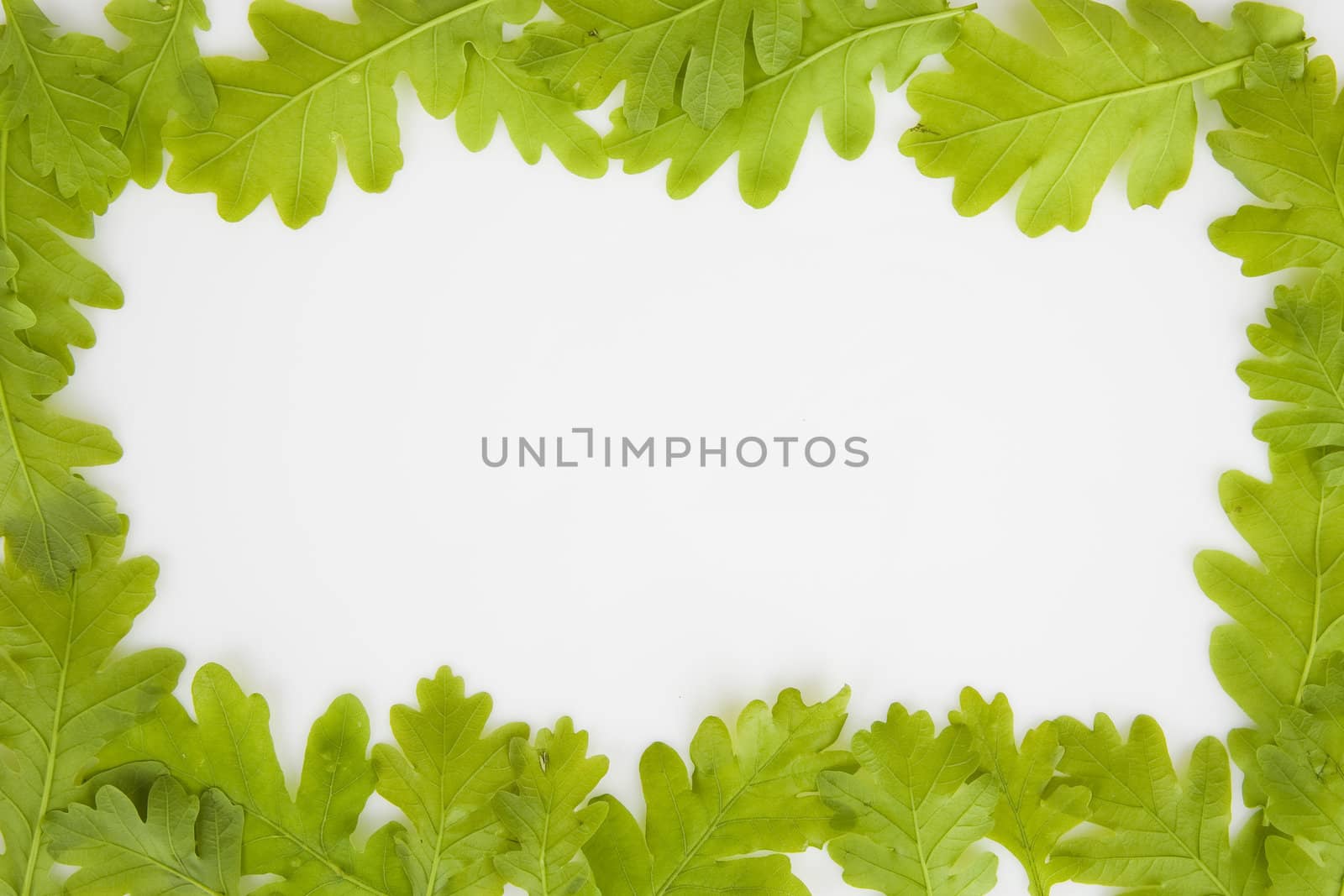 background made of oak leaves with copy space