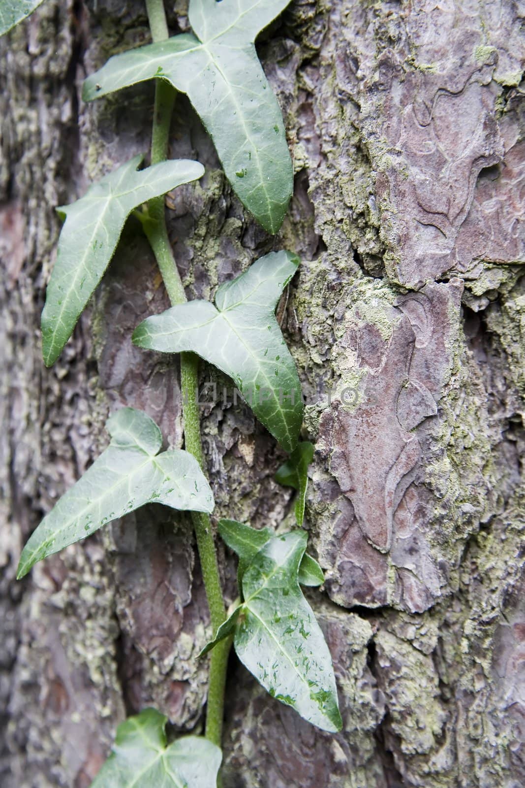 green ivy over brown bark of tree