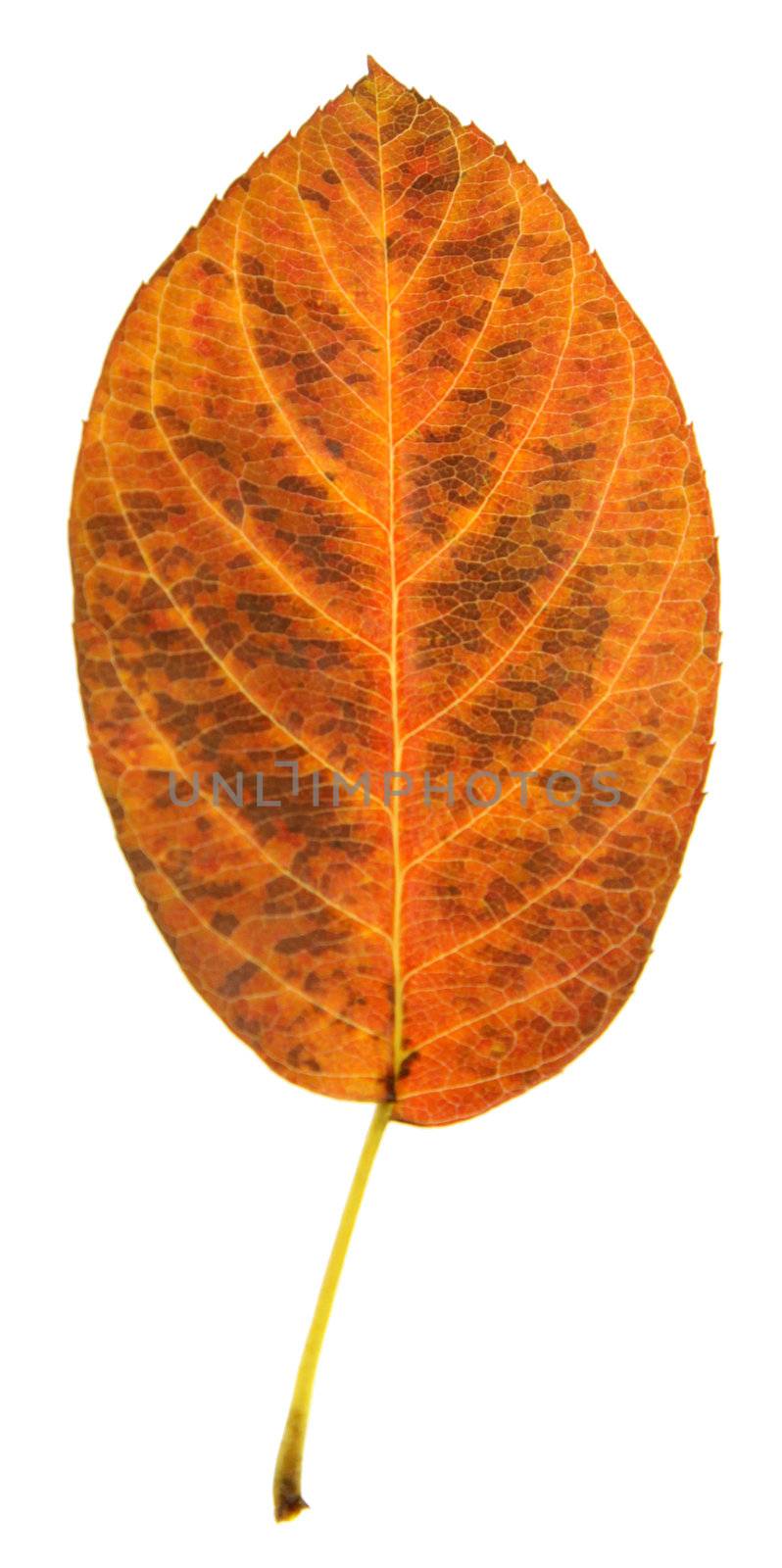 Auburn Serviceberry Leaf
 by ca2hill