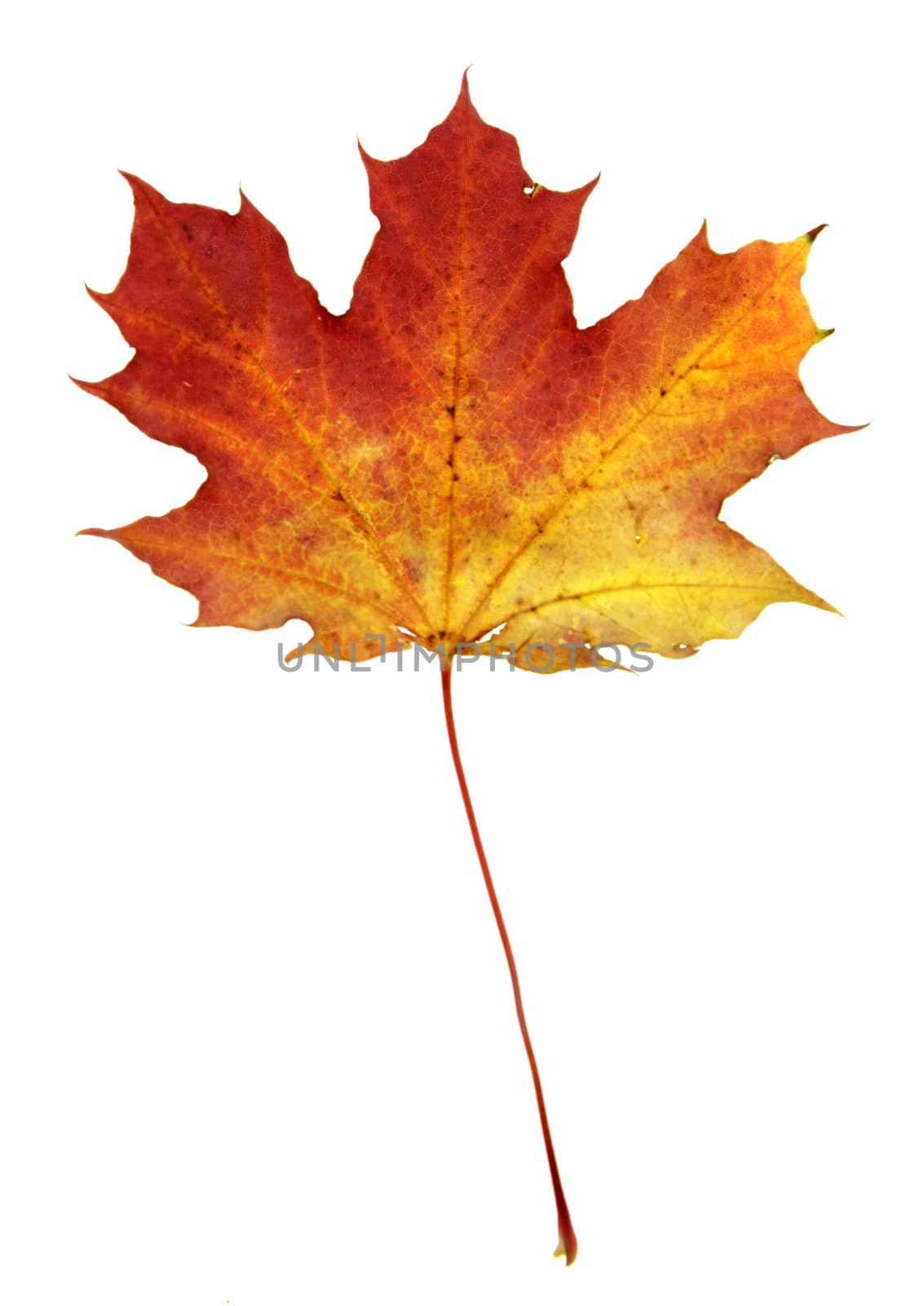 A maple leaf in fall color isolated on a white background.
