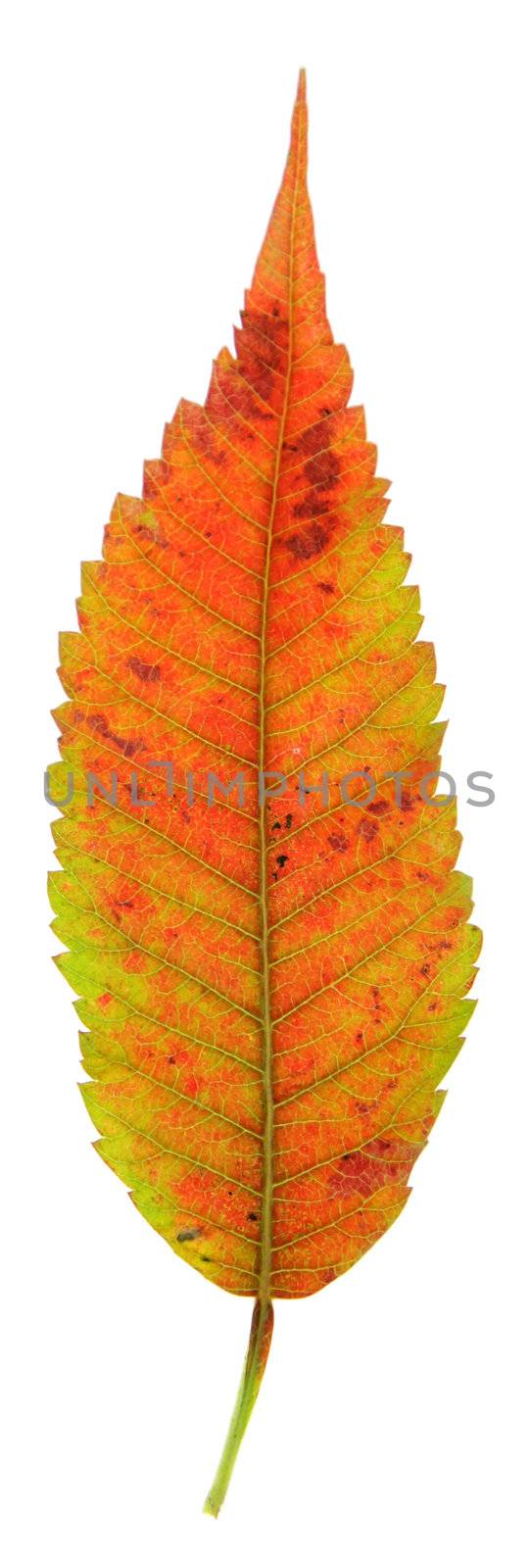 A Staghorn Sumac (Rhus typhina) leaf in fall color isolated on a white background.
