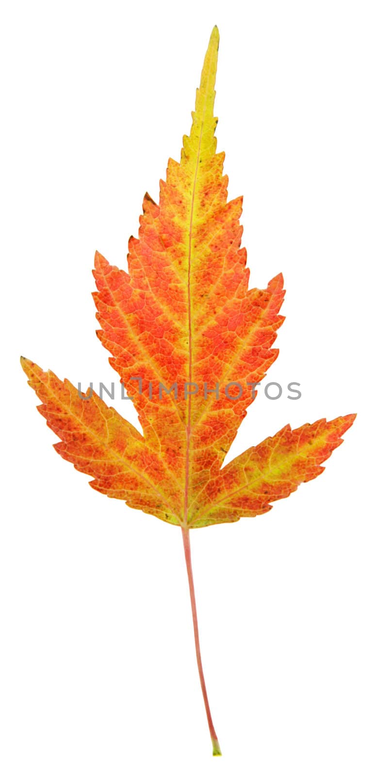 A maple leaf in fall color isolated on a white background.
