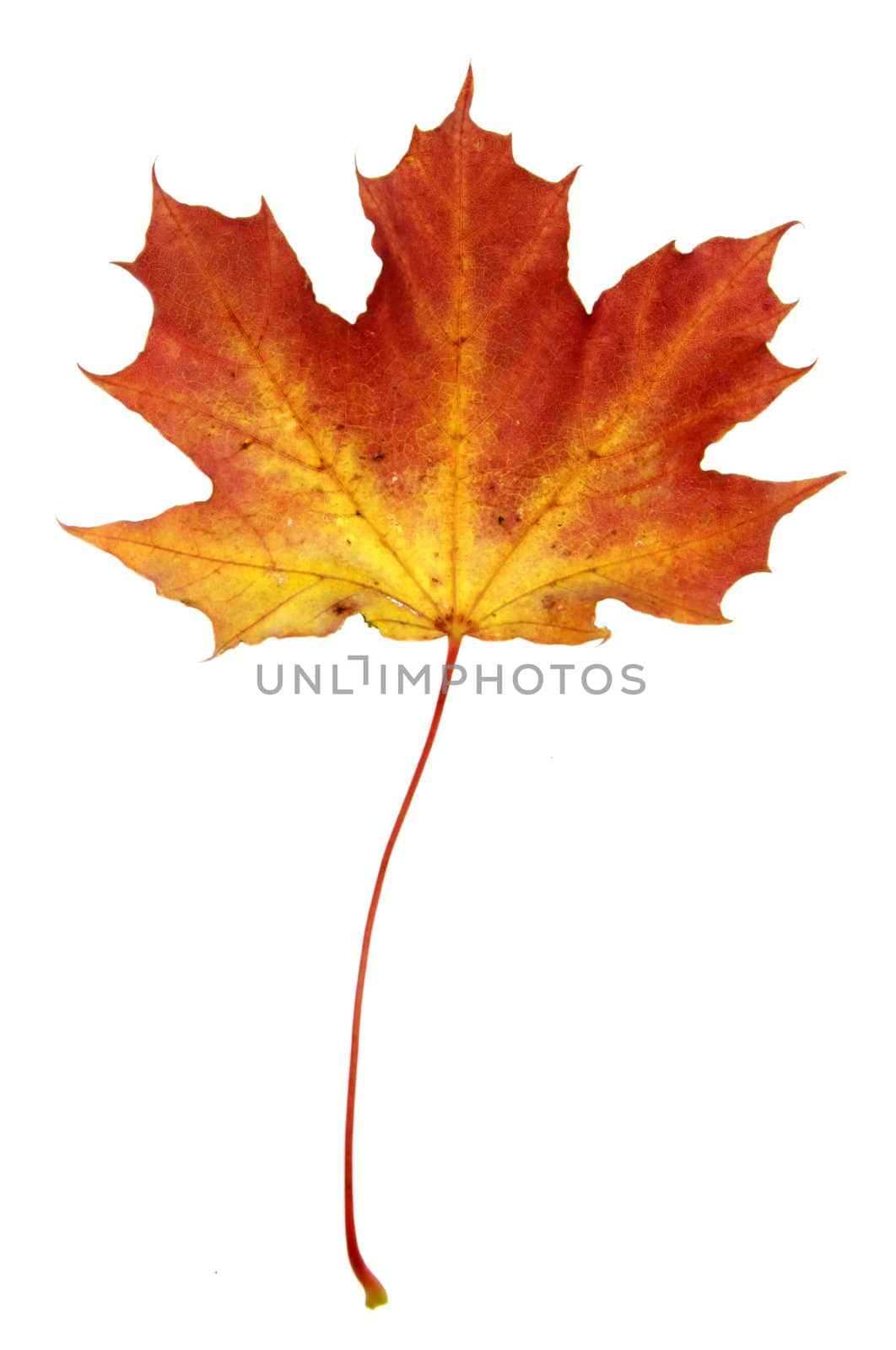 A maple leaf in fall color isolated on a white background.
