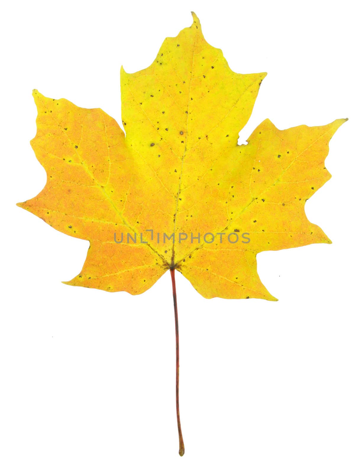 A maple leaf in fall color isolated on a white background.

