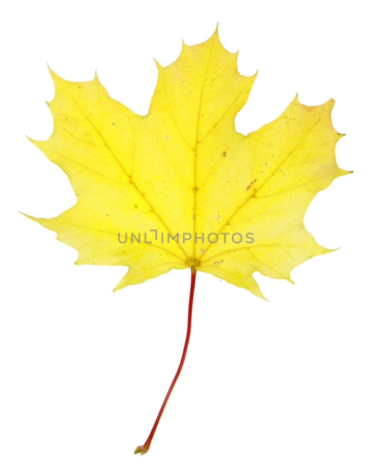 Bright Yellow Maple Leaf
 by ca2hill