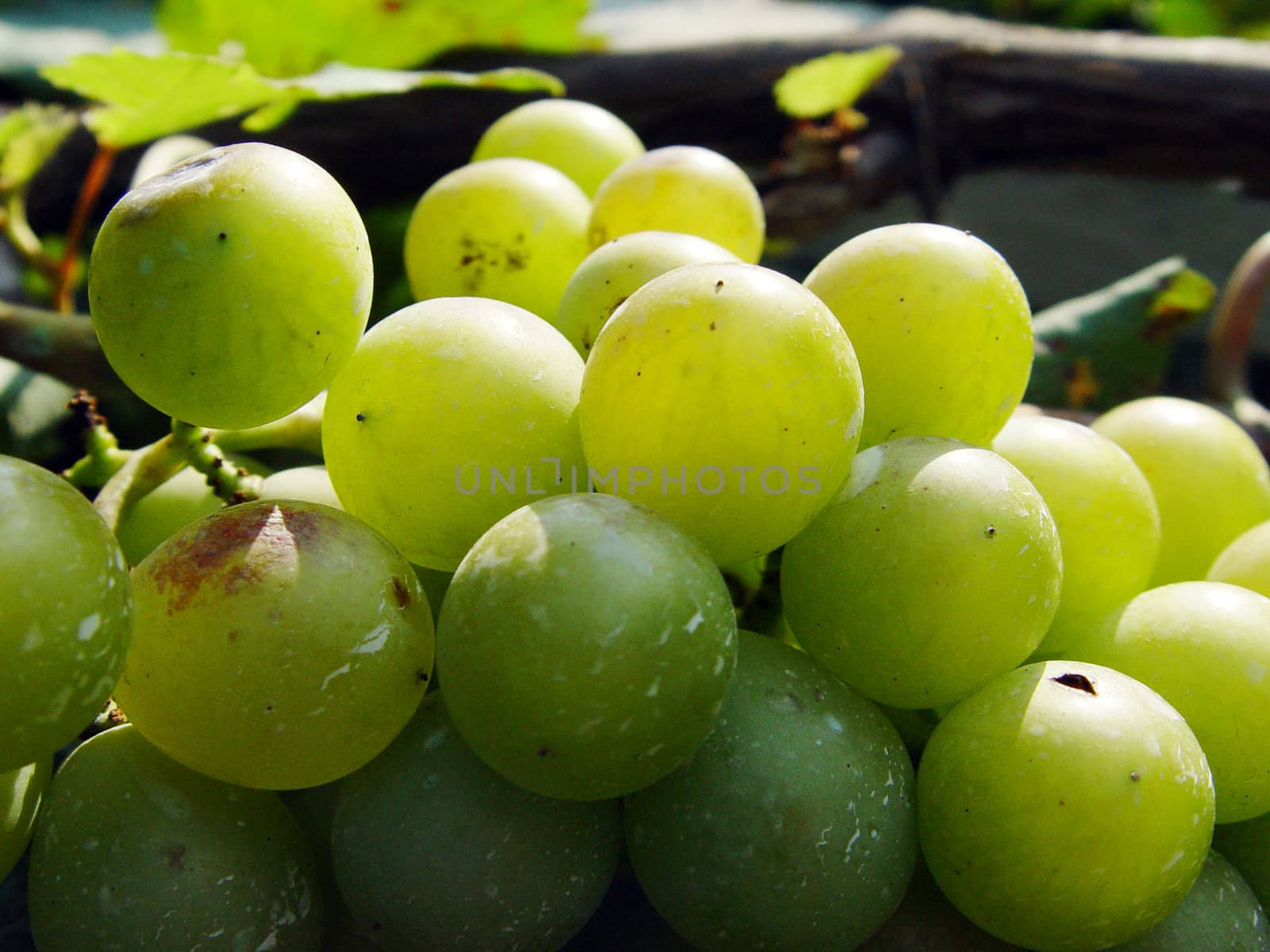 Mature grape vineyards