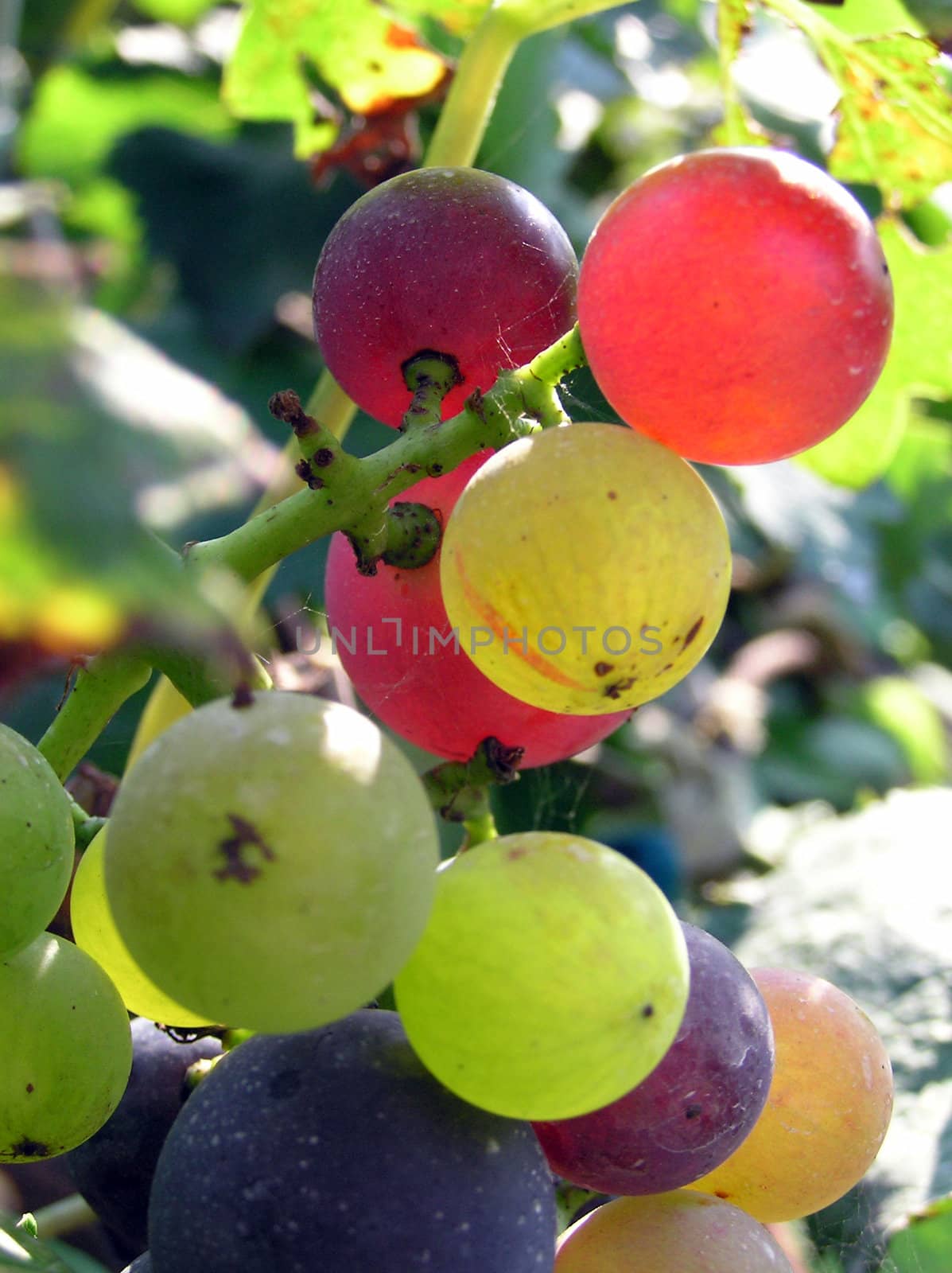 Mature grape vineyards