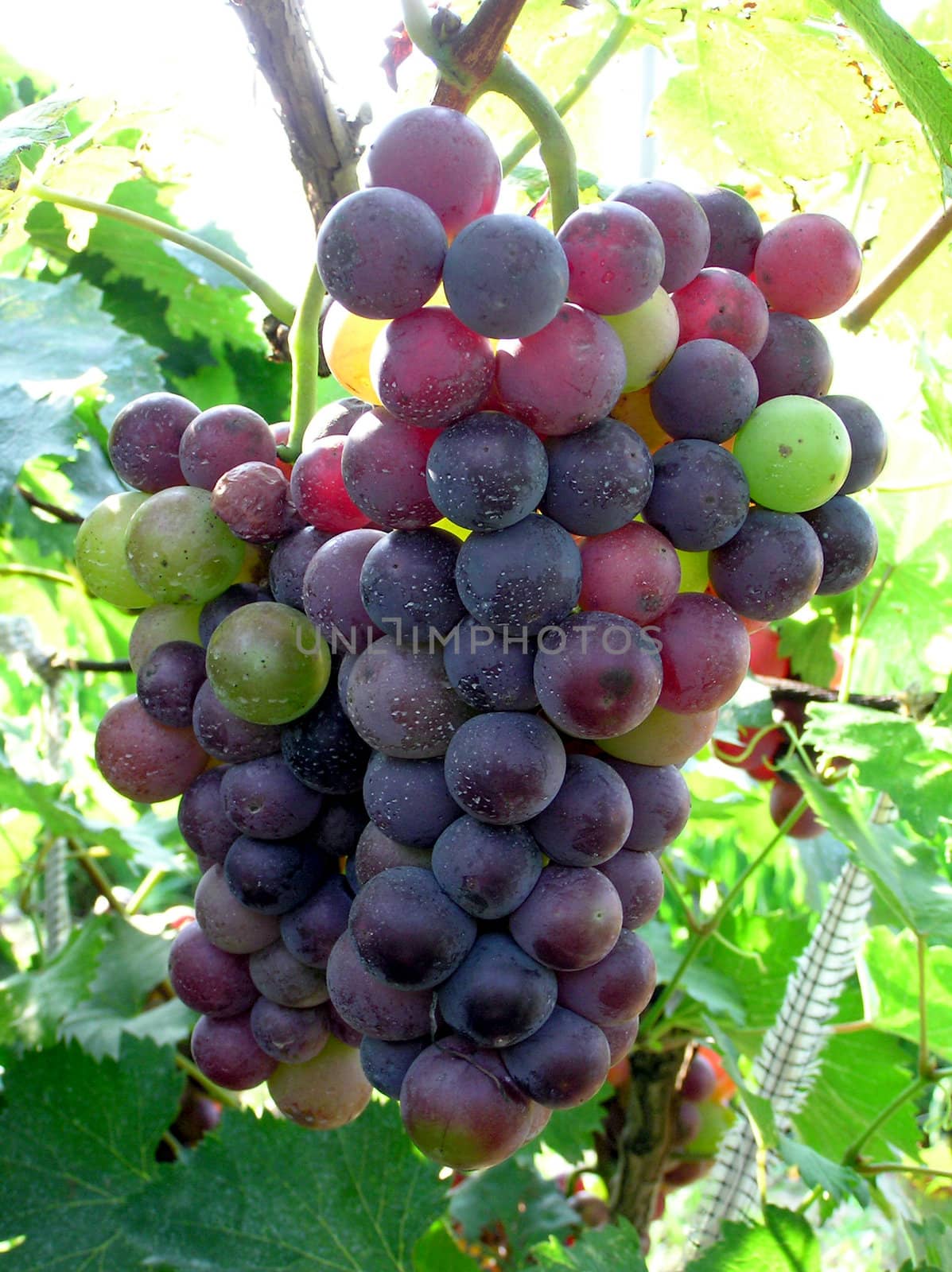 Mature grape vineyards