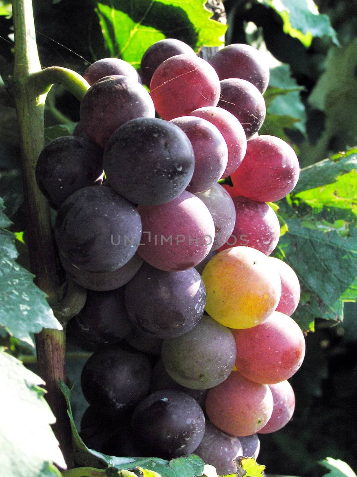 Mature grape vineyards