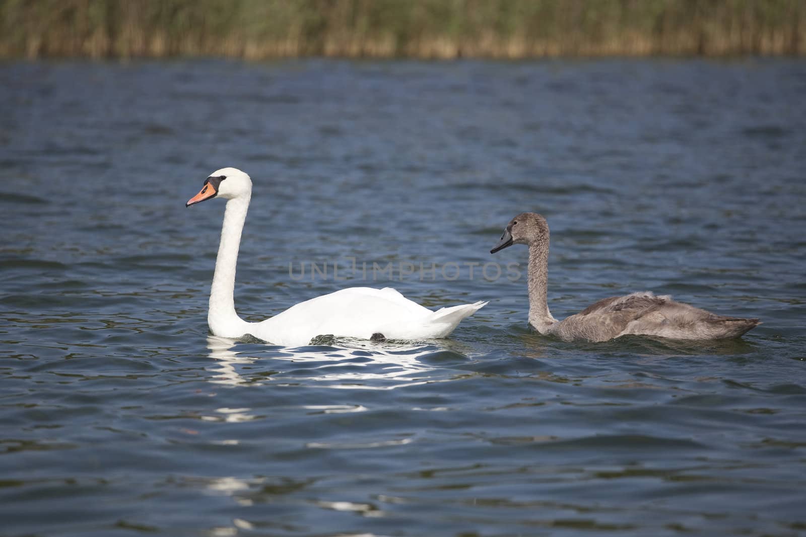 two swans on the lake - mother and her baby