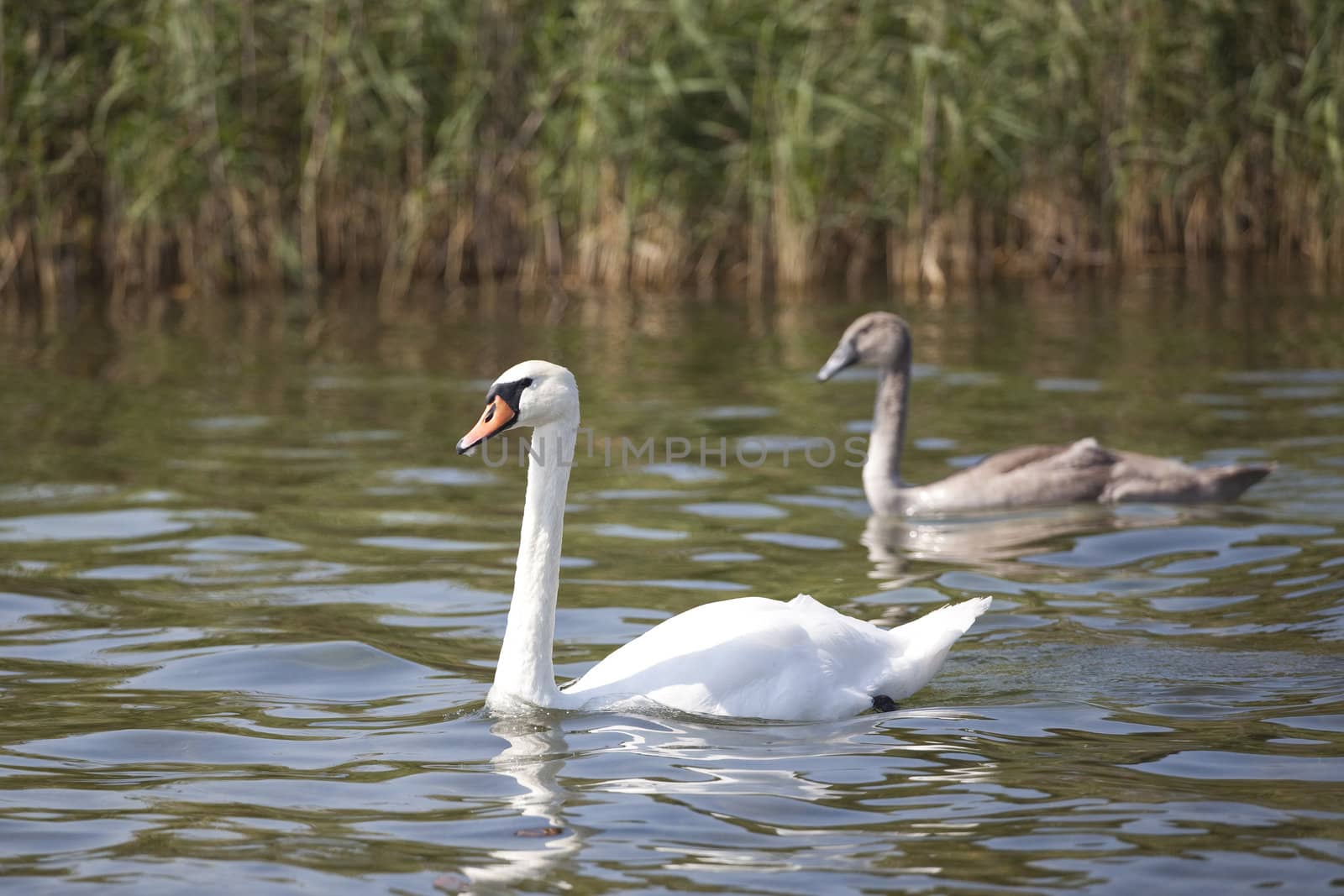 two swans on the lake - mother and her baby