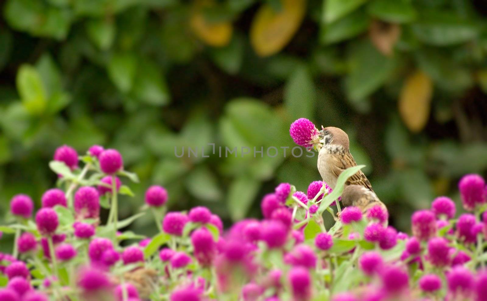 There is a cute sparrow stand on the beautiful purple flowers.