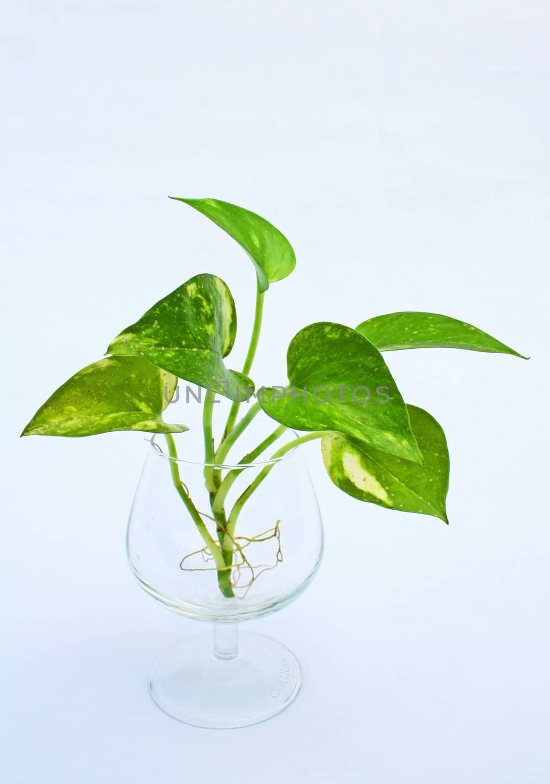 A growing green plant with sprouting leaf.
