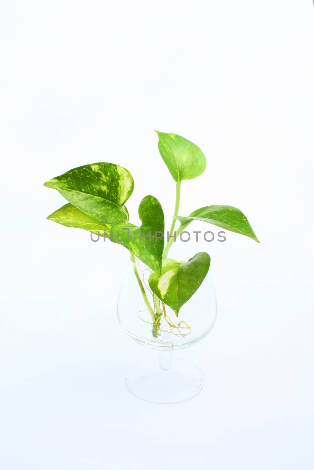 A growing green plant with sprouting leaf.
