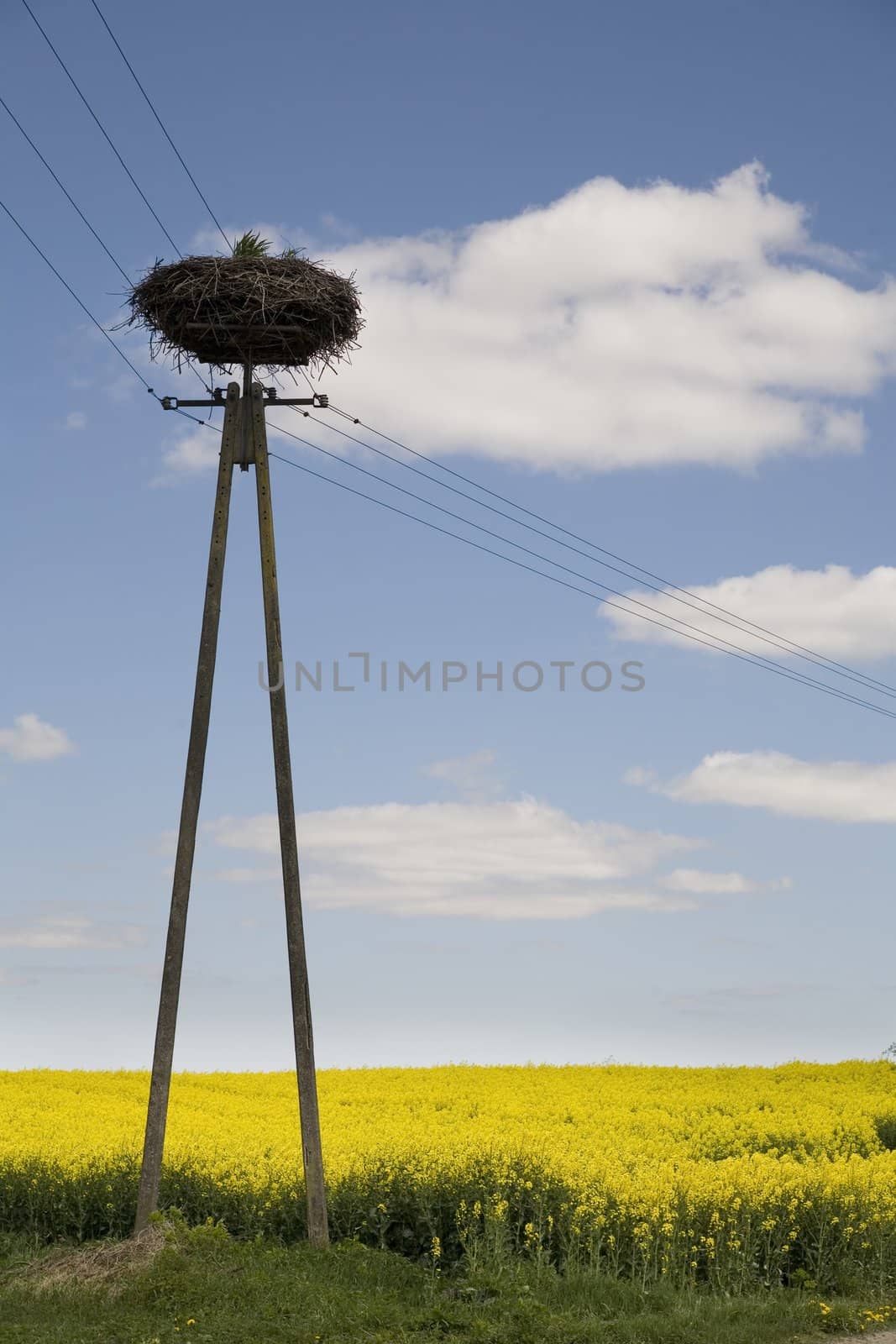 stork's nest on the pole over cloudy sky and rape field