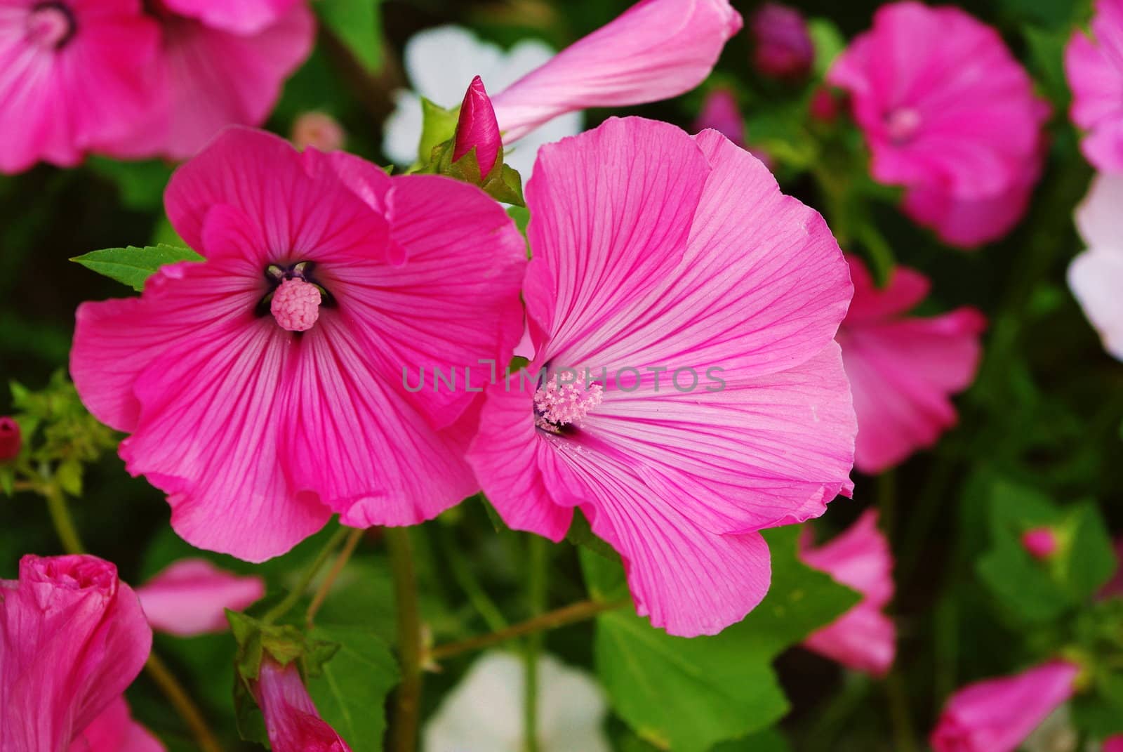 Pink and white malva flovers blossoming in the garden