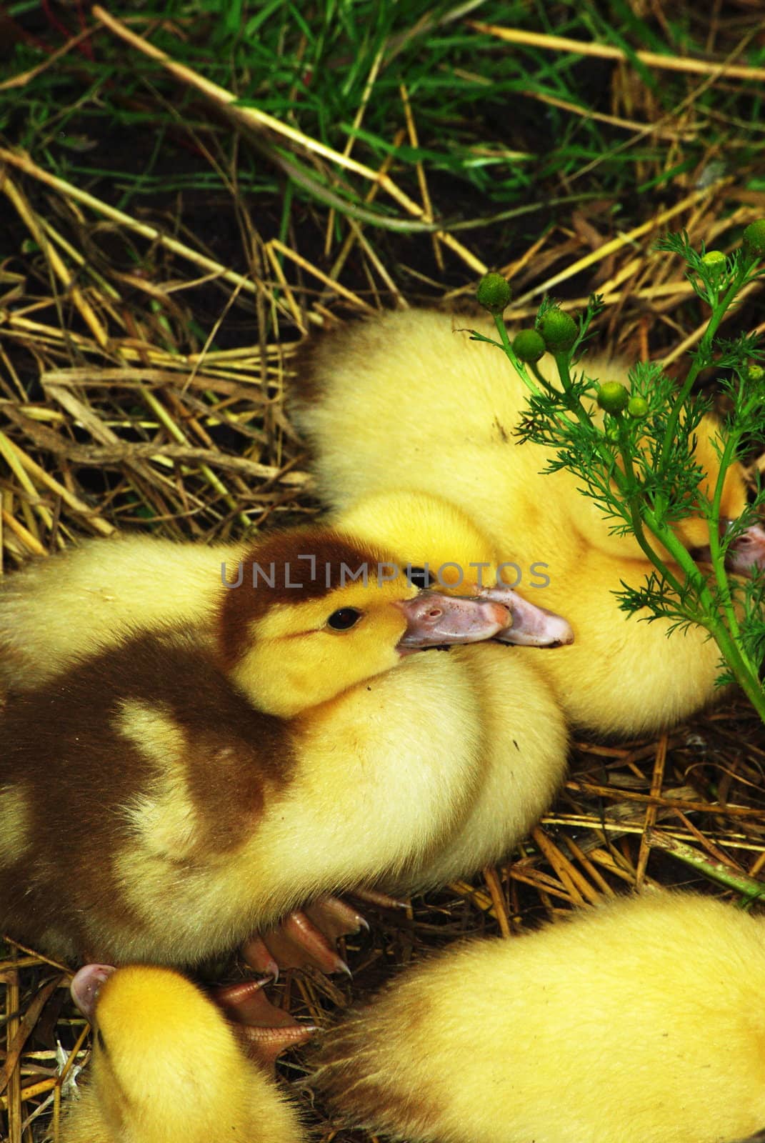 Walking ducklings